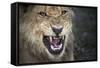Male Lion Growling, Close Up-Sheila Haddad-Framed Stretched Canvas