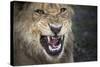 Male Lion Growling, Close Up-Sheila Haddad-Stretched Canvas