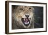 Male Lion Growling, Close Up-Sheila Haddad-Framed Photographic Print