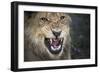 Male Lion Growling, Close Up-Sheila Haddad-Framed Photographic Print