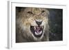 Male Lion Growling, Close Up-Sheila Haddad-Framed Photographic Print