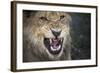 Male Lion Growling, Close Up-Sheila Haddad-Framed Photographic Print