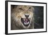 Male Lion Growling, Close Up-Sheila Haddad-Framed Photographic Print