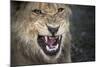 Male Lion Growling, Close Up-Sheila Haddad-Mounted Photographic Print