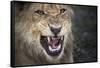 Male Lion Growling, Close Up-Sheila Haddad-Framed Stretched Canvas