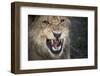 Male Lion Growling, Close Up-Sheila Haddad-Framed Photographic Print