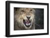 Male Lion Growling, Close Up-Sheila Haddad-Framed Photographic Print