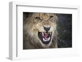 Male Lion Growling, Close Up-Sheila Haddad-Framed Photographic Print