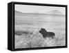 Male Lion in High Grass Region of Africa-John Dominis-Framed Stretched Canvas