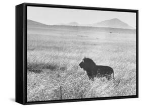 Male Lion in High Grass Region of Africa-John Dominis-Framed Stretched Canvas