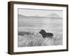 Male Lion in High Grass Region of Africa-John Dominis-Framed Photographic Print