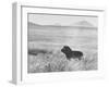Male Lion in High Grass Region of Africa-John Dominis-Framed Photographic Print
