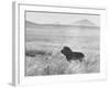 Male Lion in High Grass Region of Africa-John Dominis-Framed Photographic Print