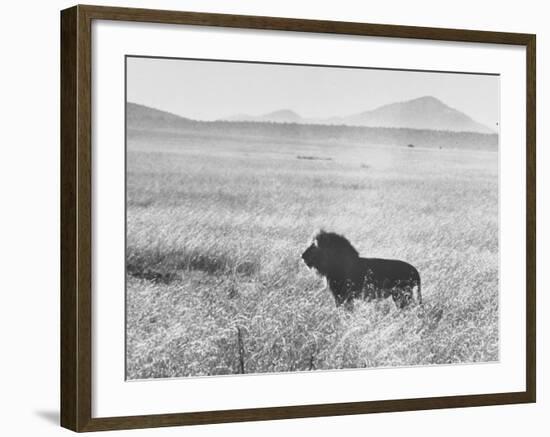 Male Lion in High Grass Region of Africa-John Dominis-Framed Photographic Print