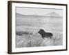 Male Lion in High Grass Region of Africa-John Dominis-Framed Photographic Print