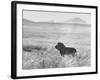 Male Lion in High Grass Region of Africa-John Dominis-Framed Photographic Print