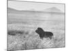 Male Lion in High Grass Region of Africa-John Dominis-Mounted Photographic Print