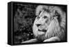 Male Lion in Profile Black and White Photograph A-90772-Lantern Press-Framed Stretched Canvas