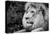 Male Lion in Profile Black and White Photograph A-90772-Lantern Press-Stretched Canvas
