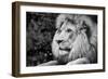 Male Lion in Profile Black and White Photograph A-90772-Lantern Press-Framed Art Print