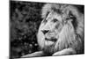 Male Lion in Profile Black and White Photograph A-90772-Lantern Press-Mounted Art Print