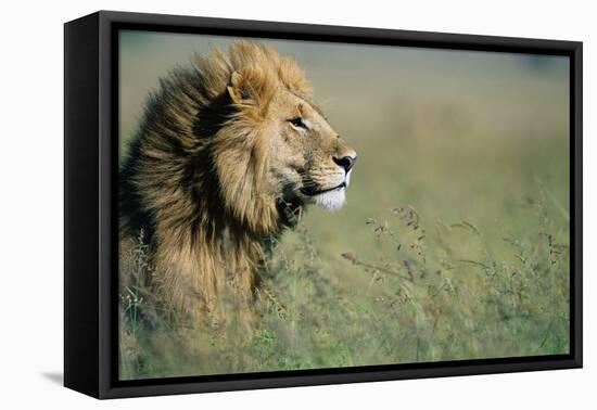 Male Lion in Tall Grass-null-Framed Stretched Canvas