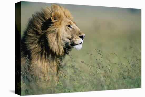 Male Lion in Tall Grass-null-Stretched Canvas