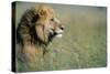 Male Lion in Tall Grass-null-Stretched Canvas