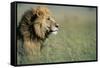 Male Lion in Tall Grass-null-Framed Stretched Canvas