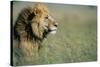 Male Lion in Tall Grass-null-Stretched Canvas