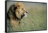 Male Lion in Tall Grass-null-Framed Stretched Canvas