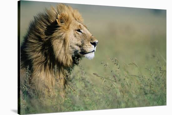 Male Lion in Tall Grass-null-Stretched Canvas