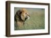 Male Lion in Tall Grass-null-Framed Premium Photographic Print