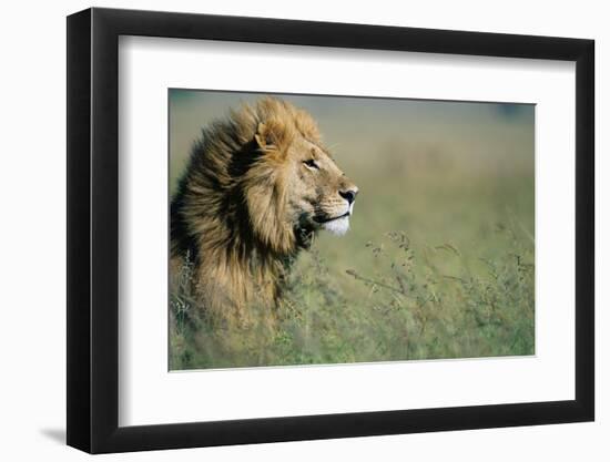 Male Lion in Tall Grass-null-Framed Premium Photographic Print