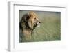 Male Lion in Tall Grass-null-Framed Premium Photographic Print