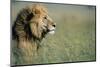 Male Lion in Tall Grass-null-Mounted Premium Photographic Print