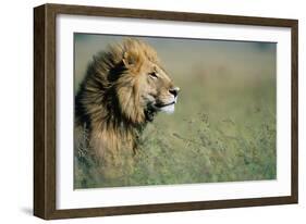 Male Lion in Tall Grass-null-Framed Photographic Print