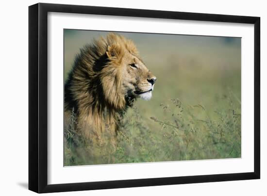 Male Lion in Tall Grass-null-Framed Photographic Print