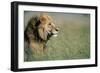 Male Lion in Tall Grass-null-Framed Photographic Print