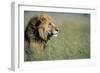 Male Lion in Tall Grass-null-Framed Photographic Print