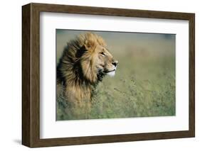 Male Lion in Tall Grass-null-Framed Photographic Print