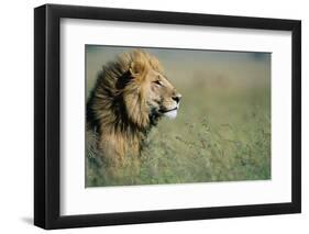 Male Lion in Tall Grass-null-Framed Photographic Print