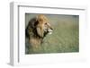 Male Lion in Tall Grass-null-Framed Photographic Print