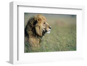 Male Lion in Tall Grass-null-Framed Photographic Print