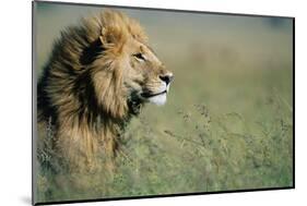 Male Lion in Tall Grass-null-Mounted Photographic Print