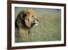 Male Lion in Tall Grass-null-Framed Photographic Print