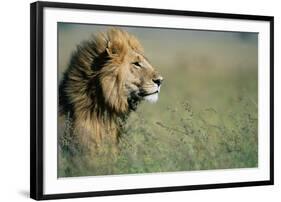 Male Lion in Tall Grass-null-Framed Photographic Print