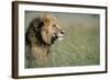 Male Lion in Tall Grass-null-Framed Photographic Print