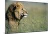 Male Lion in Tall Grass-null-Mounted Photographic Print