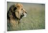 Male Lion in Tall Grass-null-Framed Photographic Print